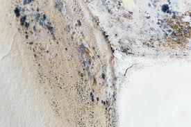 Why You Should Choose Our Mold Remediation Services in Newcomerstown, OH